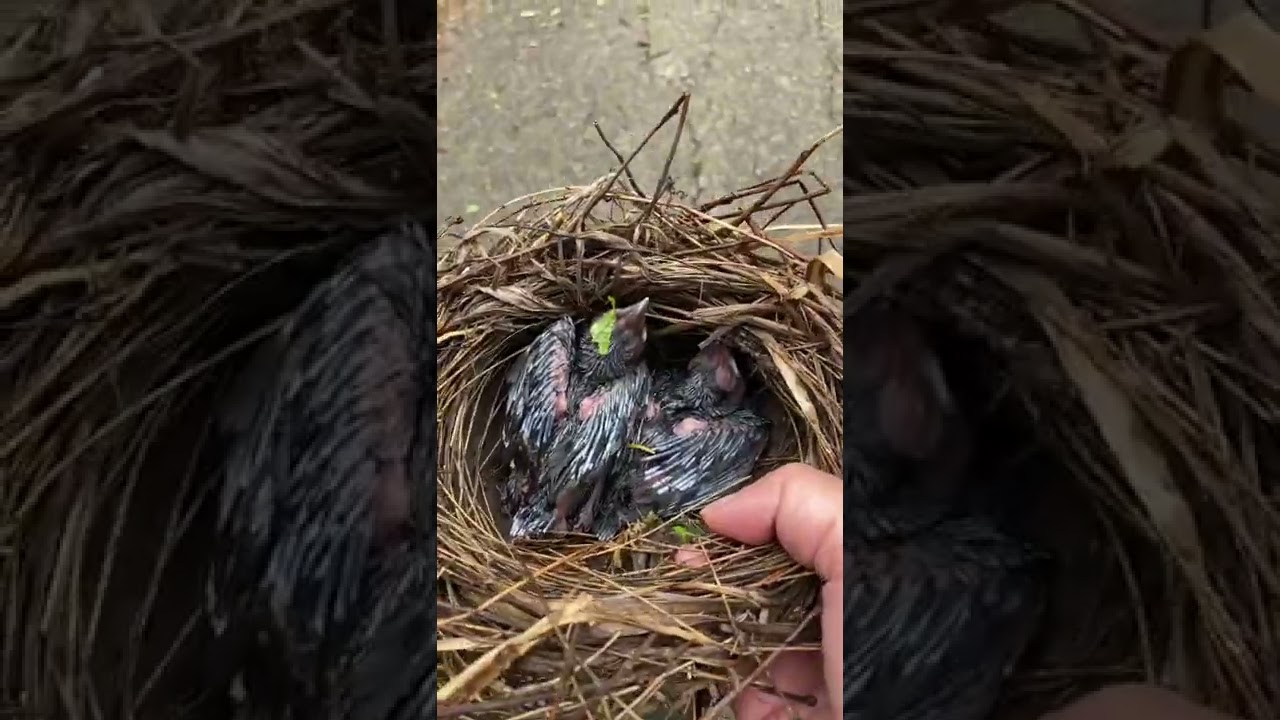 Rescuing homeless birds 