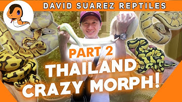 DSR THAILAND VLOG (Part 2) | CRAZY ORANGE DREAM!!!