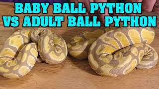 BABY vs. ADULT ball python morphs!  How much do they CHANGE??