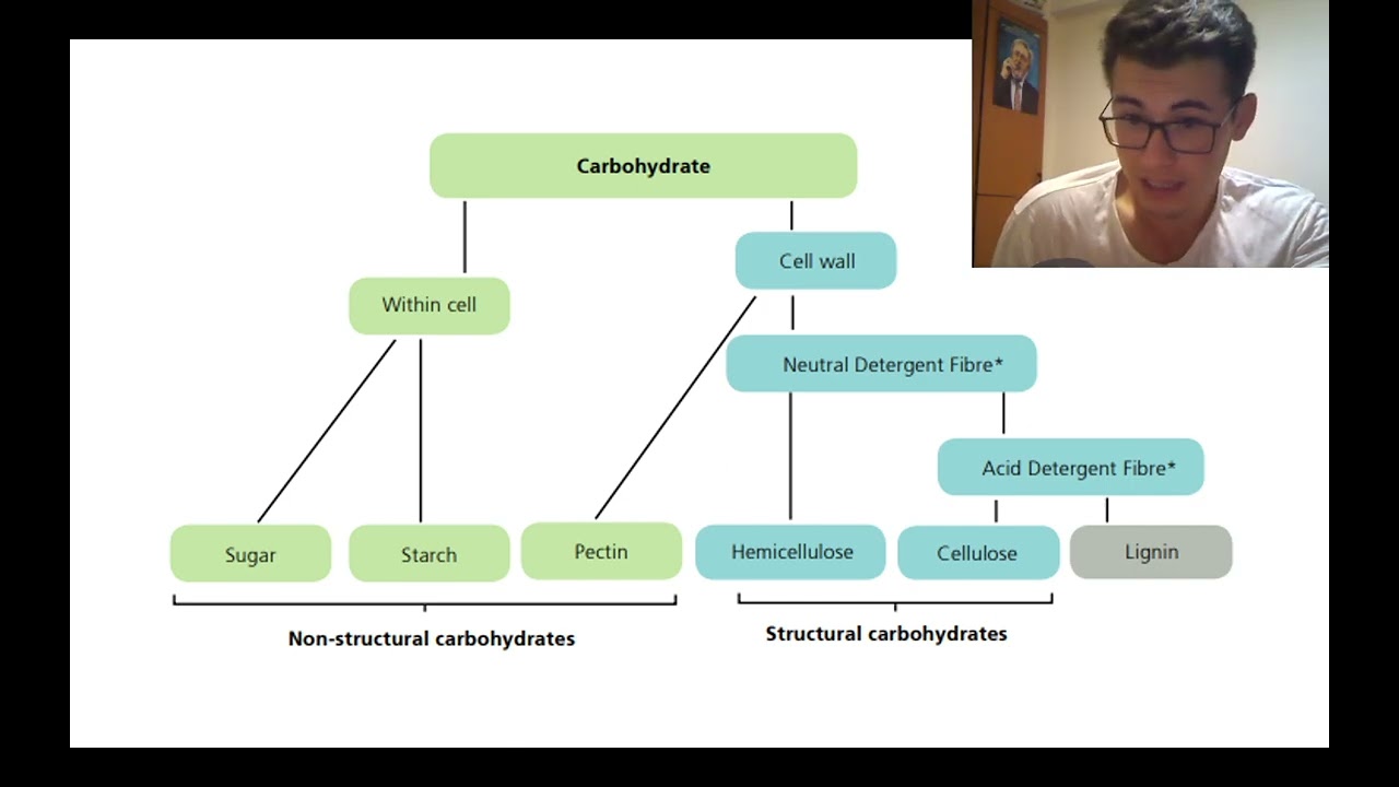 Rasyon hazırlarken enerji ve karbonhidrat miktarı belirlemesi nasıl yapılır?