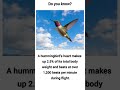 humming bird heart
