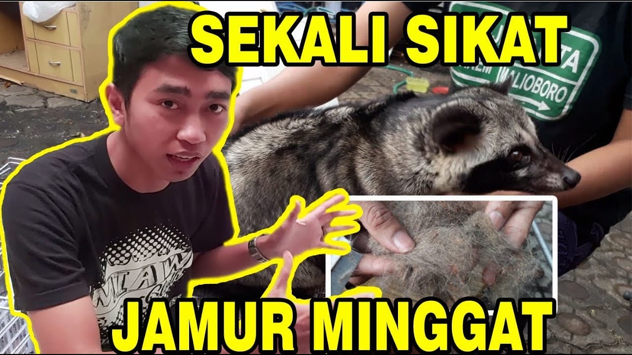  Cara  Menghilangkan  Jamur  pada Musang YouTube