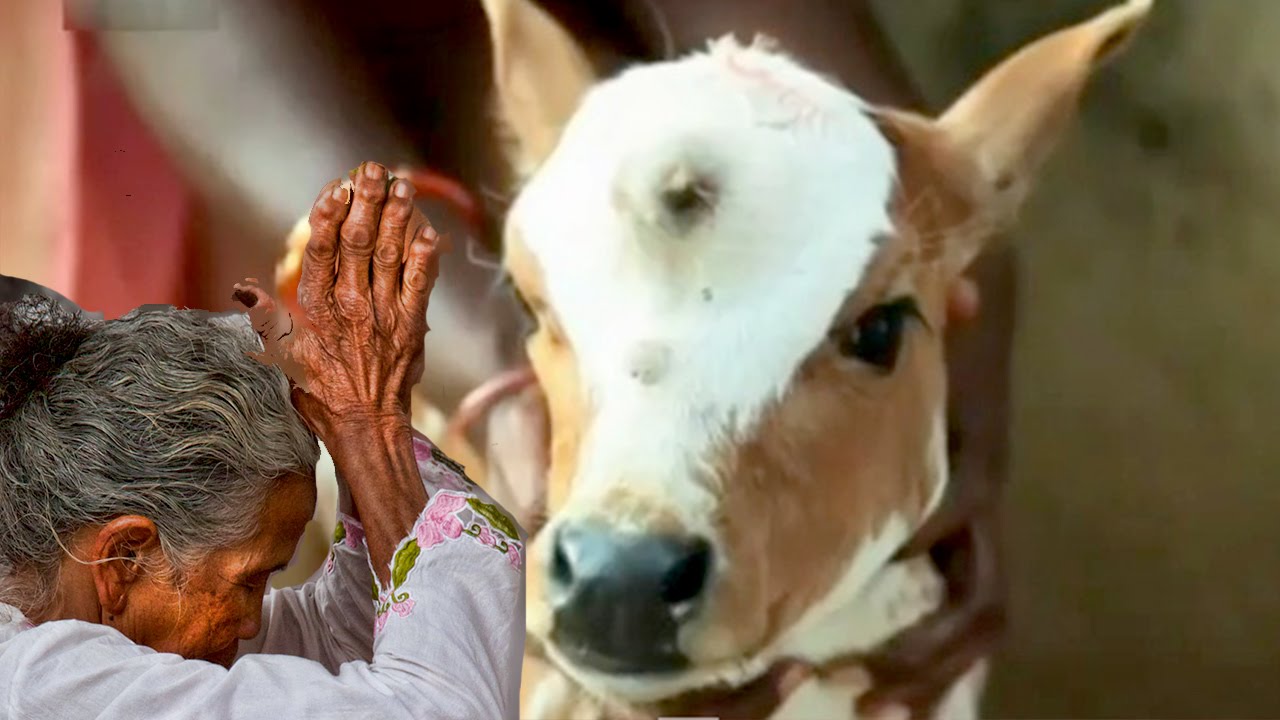 Three Eyed Cow Born In India Worshipped As God YouTube Three Eyed Cow Born In India Worshipped As God YouTube