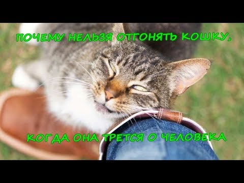 ПОЧЕМУ НЕЛЬЗЯ ОТГОНЯТЬ КОШКУ, КОГДА ОНА ТРЕТСЯ О ЧЕЛОВЕКА   Cat rubs against man