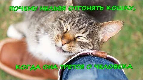 ПОЧЕМУ НЕЛЬЗЯ ОТГОНЯТЬ КОШКУ, КОГДА ОНА ТРЕТСЯ О ЧЕЛОВЕКА   Cat rubs against man