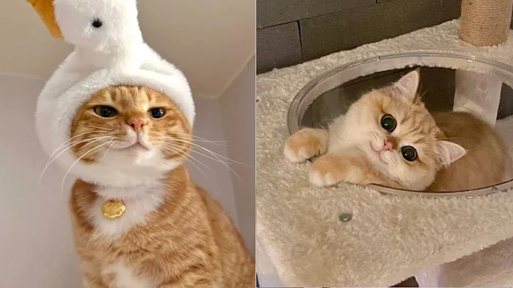 Video 10301781: kitten enjoys playing, adorable kitten enjoying, little kitten, kitten funny, funny cat