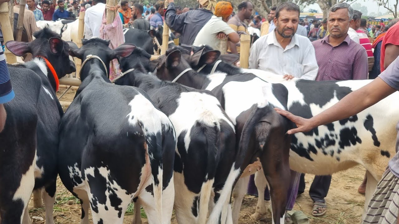 @আজ ৯ মার্চ ২৬ | ফ্রিজিয়ান বকনা বাছুর গরুর দাম | রানীগঞ্জ হাট | দিনাজপুর 