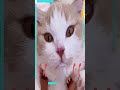 funny cat 😂 #shorts Cool Funny video by CUCUMBE