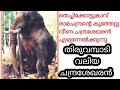 ഇനിയുണ്ടാകുമോ ഇതുപോലെ ഐശ്വര്യമുള്ള ഒരാന | thiruvambadi valiya chandrasekaran story | sree 4