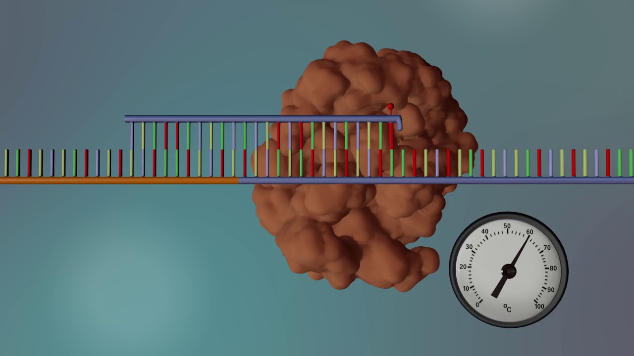 DNA Sequencing YouTube