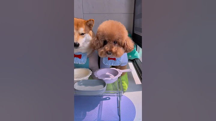 当狗子不乖乖吃蔬菜时 #干饭狗的日常 #安静的布丁妹妹