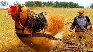 اغرب ٥ انواع دجاج بالعالم والنوع الأخير لا يأكله الا المليونيرات ?