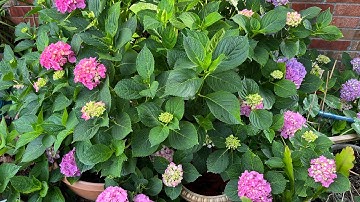 Cách giâm cành hoa Cẩm Tú Cầu từng bước chi tiết,dễ dàng thành công,nơi thích hợp trồng cây cho tốt