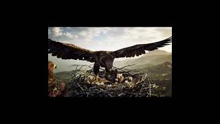 Kartal Yuvasına Yılan Getirdi