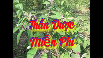 CÂY AN XOA khắc tinh của bệnh gan, thần được miễn phí ở miền tây/ CÂY THUỐC NAM