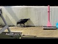 Cawie the Baby Crow