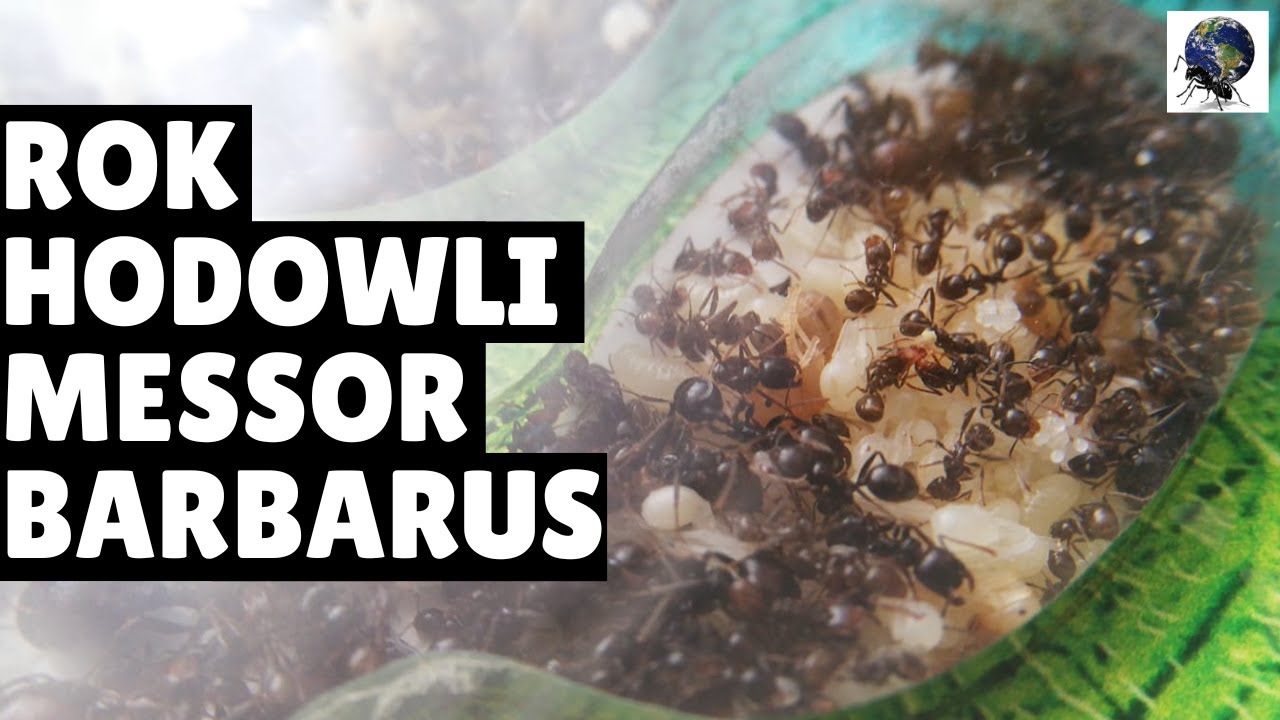 ROK HODOWLI MRÓWEK MESSOR BARBARUS