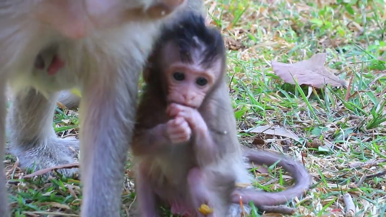 after Eat Ripe Banana Fruits She Bring Her Bb walk To Get Food More on Grass / MA-D.1k314