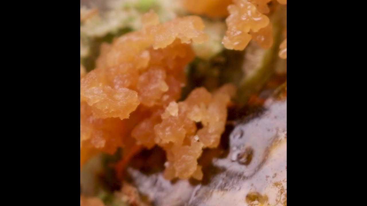 FL I-95 Crumble and Forum Cut Cookies Shatter Melt from MUV | Budsbie Burns (Ep.5)