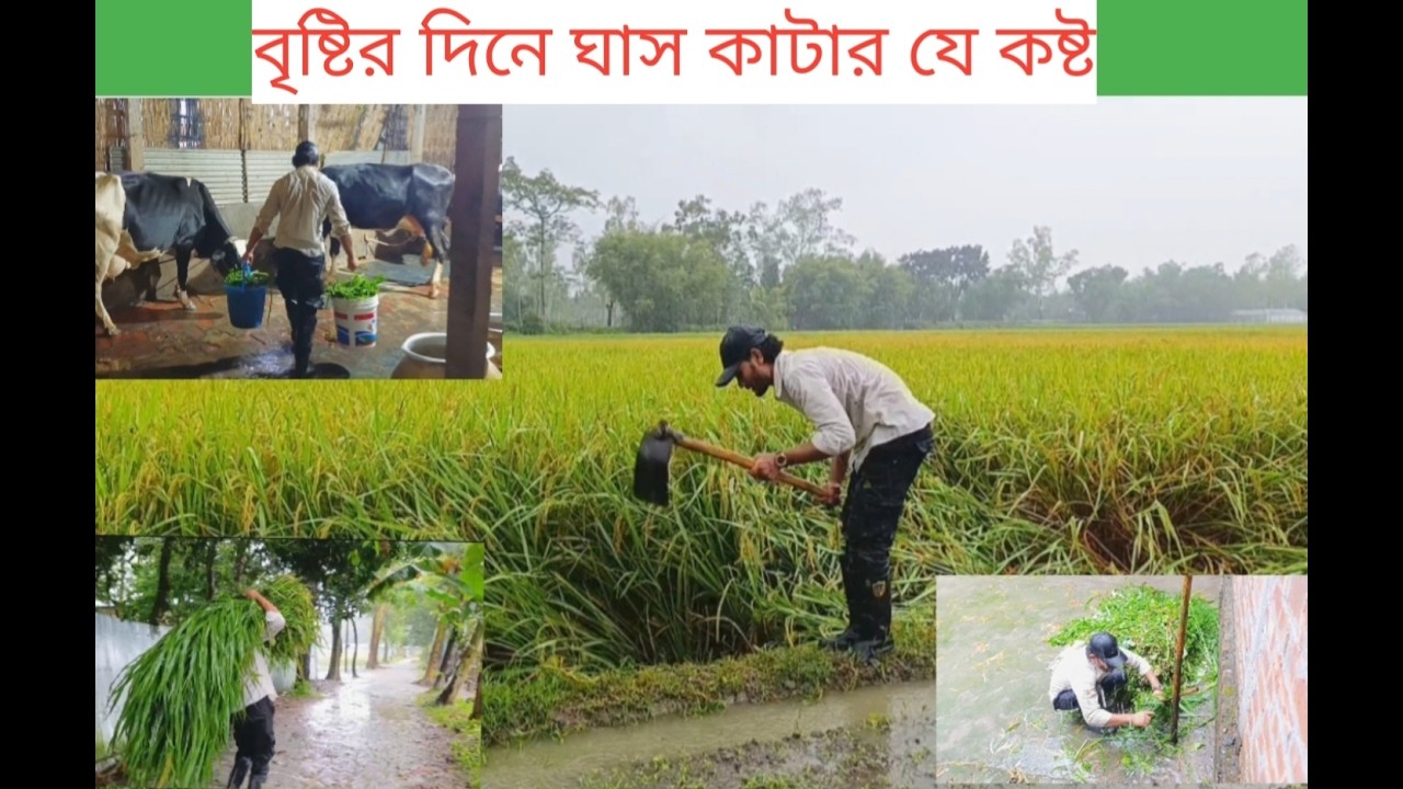 বৃষ্টির দিনে ঘাস কাটার যে কষ্ট