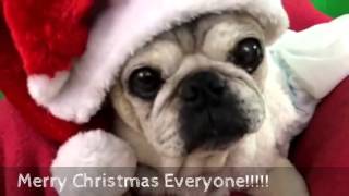 Merry April Pug Christmas Behind the Scenes Video Shoot!