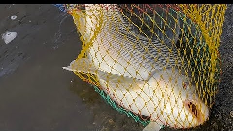 Phần5,đi săn rô đứa em bên cạnh lên cá chôii 5kg