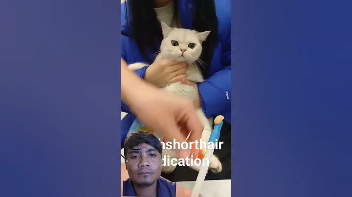 Video 11904271: cat kitten funny