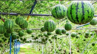 World's Most Expensive Watermelon\/Japanese Black Watermelon Cultivation - Black Watermelon Farm