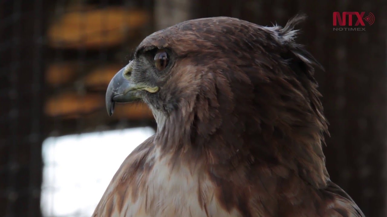 Águila Real, especie tradicional en peligro de extinción - YouTube