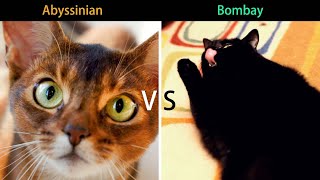 Abyssinian Cat VS Bombay Cat: Do You Know These Cat Breeds ? (Breed Comparison)