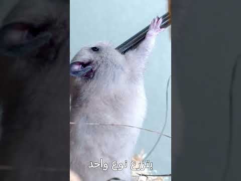 الهامسترز مجنونة بنت مجنونة