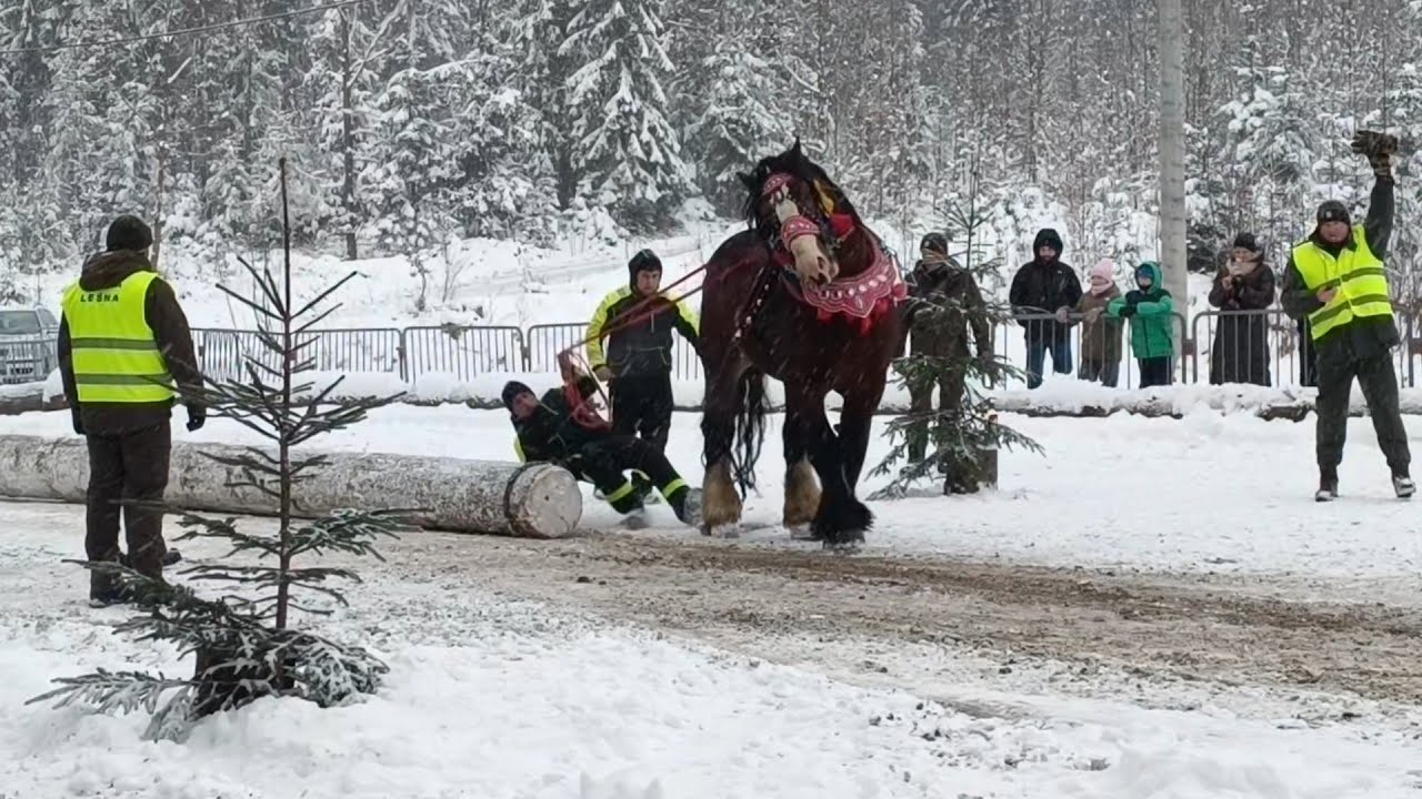 Коні Ваговози.Друга частина змагань 🔥🔥🔥 ISTEBNA 15.02.2026.