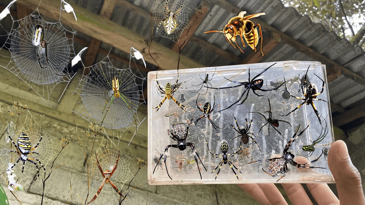 Hunting Top Colourfull spider around us - YouTube