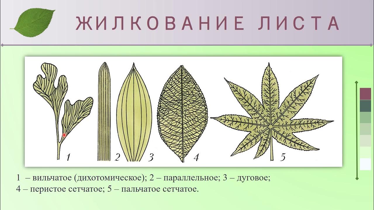 Сетчатое перистое. Типы жилкования листьев 6 класс. Строение листа Тип жилкования. Перисто краевое жилкование. Жилкование листа 6 класс биология.