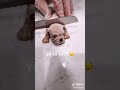 MY PUPPY REACTS TO SCARY VIDEOS ЁЯШВ SHORTS MY PUPPY REACTS TO SCARY VIDEOS ЁЯШВ SHORTS