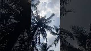 The Hdanaran Kelapa Dunia  baarakallaahul azhiim Aamiin Aamiin Aamiin si Peneropong Radja Band