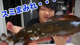 スミまみれ！！元気なアオリイカと自家製明太子でイカ明太子を作る！！