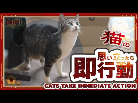 思い立ったら即行動猫