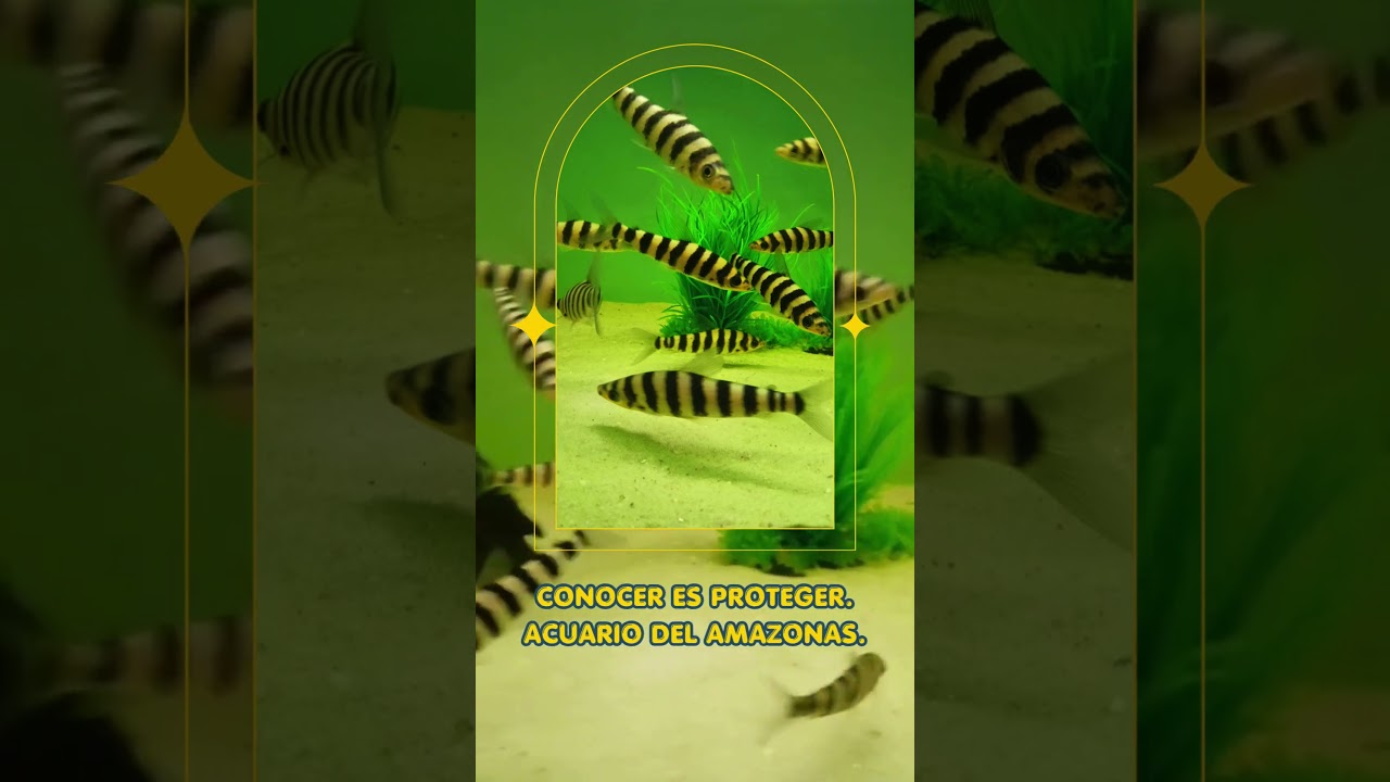 🤯 ¡Parece un pez con traje de rayas! Conoce al Leporinus fasciatus
