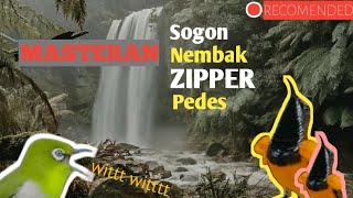 Masteran Sogon‼️Sogon Nembak‼️Isian Zipper pedes