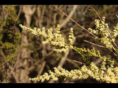 วีดีโอ: การปรับตัวของพืชใน chaparral คืออะไร?