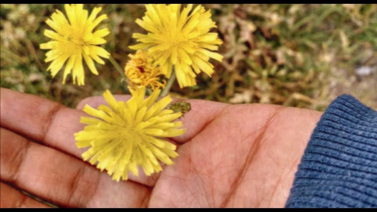 Wildflowers of Ontario YouTube