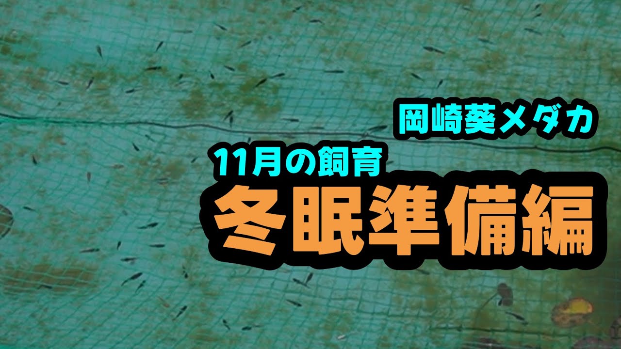 改良メダカの冬眠準備編！🐟岡崎葵メダカ🐟そろそろ準備を始めていきましょう