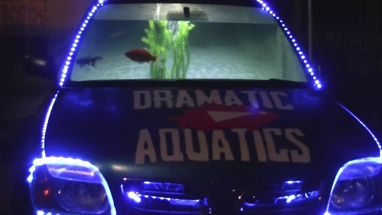 CAR CONVERTED INTO AQUARIUM FOR FREE!! YouTube