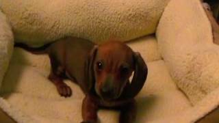 Cute Dachshund Puppies • Adopt A Rescue Today!