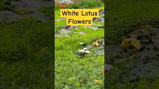 White Lotus| Pink Lotus Flowers| P johnsi #shorts #lotusflower #lotus