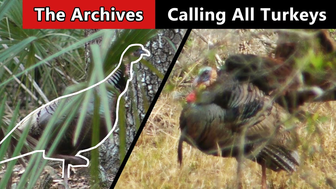 Two Gobblers In Two Days! - Florida Public Land - Calling All Turkeys