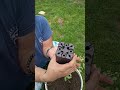 How  To Plant A Tomato Plant In A 5 Gallon Bucket