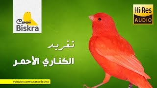 تغريد كناري - تغريد الكناري الاحمر