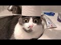 😁 Funniest 😻 Cats and 🐶 Dogs - Awesome Funny Pet Animals Life Video 😇